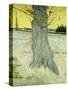 The Old Tree; Le Vieil If, 1888-Vincent van Gogh-Stretched Canvas