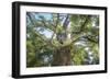 The Old Tree Oak-Philippe Manguin-Framed Photographic Print