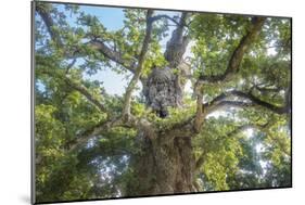 The Old Tree Oak-Philippe Manguin-Mounted Photographic Print