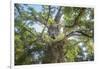 The Old Tree Oak-Philippe Manguin-Framed Photographic Print