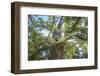 The Old Tree Oak-Philippe Manguin-Framed Photographic Print