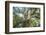 The Old Tree Oak-Philippe Manguin-Framed Photographic Print