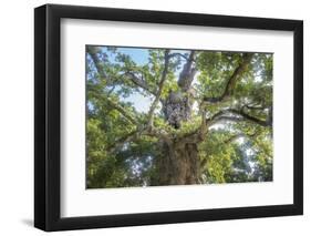 The Old Tree Oak-Philippe Manguin-Framed Photographic Print