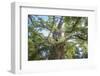 The Old Tree Oak-Philippe Manguin-Framed Photographic Print