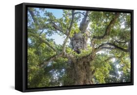 The Old Tree Oak-Philippe Manguin-Framed Stretched Canvas