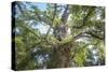 The Old Tree Oak-Philippe Manguin-Stretched Canvas