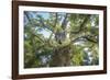 The Old Tree Oak-Philippe Manguin-Framed Photographic Print