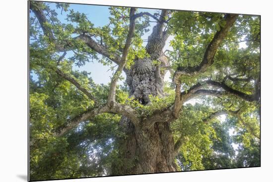 The Old Tree Oak-Philippe Manguin-Mounted Photographic Print