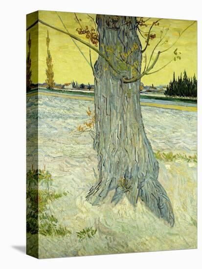 The Old Tree-Vincent van Gogh-Stretched Canvas