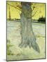 The Old Tree-Vincent van Gogh-Mounted Giclee Print