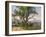 The Old Tree-Friedrich Gauermann-Framed Giclee Print