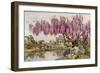 The Old Wistaria-Ella Du Cane-Framed Giclee Print