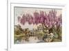 The Old Wistaria-Ella Du Cane-Framed Giclee Print