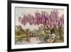 The Old Wistaria-Ella Du Cane-Framed Giclee Print