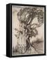 The Old Woman in the Wood, from Little Brother & Little Sister and Other Tales by the Brothers Grim-Arthur Rackham-Framed Stretched Canvas