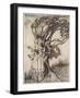 The Old Woman in the Wood, from Little Brother & Little Sister and Other Tales by the Brothers Grim-Arthur Rackham-Framed Giclee Print