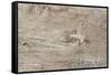 The Old Wood Texture with Natural Patterns-Madredus-Framed Stretched Canvas