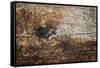 The Old Wood Texture with Natural Patterns-Madredus-Framed Stretched Canvas