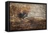 The Old Wood Texture with Natural Patterns-Madredus-Framed Stretched Canvas