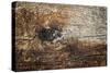 The Old Wood Texture with Natural Patterns-Madredus-Stretched Canvas