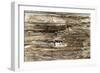 The Old Wood Texture with Natural Patterns-Madredus-Framed Photographic Print