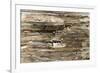 The Old Wood Texture with Natural Patterns-Madredus-Framed Photographic Print