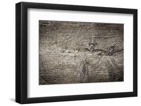 The Old Wood Texture with Natural Patterns-Madredus-Framed Photographic Print