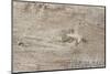 The Old Wood Texture with Natural Patterns-Madredus-Mounted Photographic Print