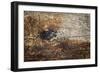 The Old Wood Texture with Natural Patterns-Madredus-Framed Photographic Print