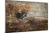 The Old Wood Texture with Natural Patterns-Madredus-Mounted Photographic Print