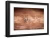 The Old Wood Texture with Natural Patterns-Madredus-Framed Photographic Print