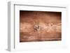 The Old Wood Texture with Natural Patterns-Madredus-Framed Photographic Print