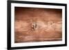 The Old Wood Texture with Natural Patterns-Madredus-Framed Photographic Print