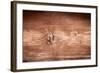 The Old Wood Texture with Natural Patterns-Madredus-Framed Photographic Print