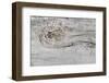 The Old Wood Texture with Natural Patterns-Madredus-Framed Photographic Print