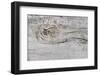 The Old Wood Texture with Natural Patterns-Madredus-Framed Photographic Print