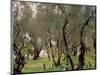 The Olive Grove, C.1910-John Singer Sargent-Mounted Giclee Print