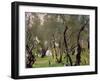 The Olive Grove, C.1910-John Singer Sargent-Framed Giclee Print