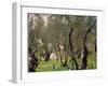 The Olive Grove, C.1910-John Singer Sargent-Framed Giclee Print