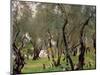 The Olive Grove, C.1910-John Singer Sargent-Mounted Giclee Print