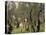 The Olive Grove, C.1910-John Singer Sargent-Stretched Canvas