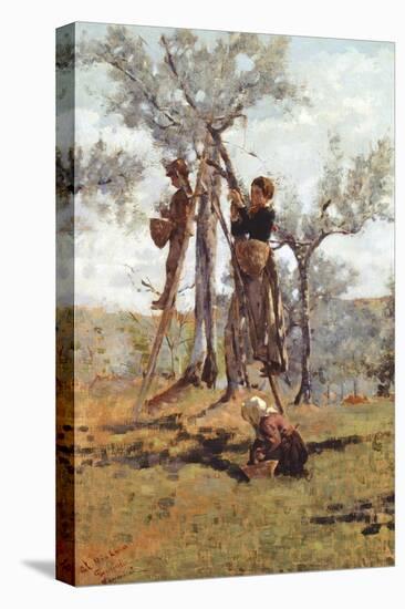 The Olive Harvest, Ca 1892-Niccolo Cannicci-Stretched Canvas