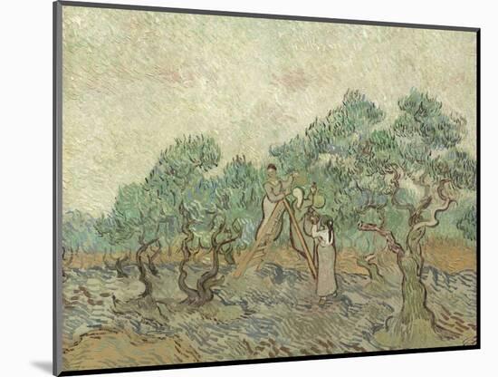 The Olive Orchard, 1889-Vincent van Gogh-Mounted Giclee Print