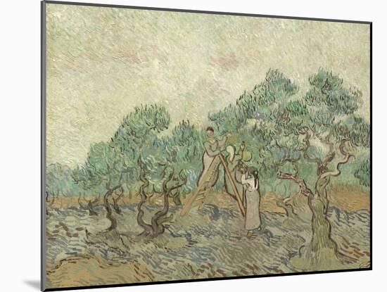 The Olive Orchard, 1889-Vincent van Gogh-Mounted Giclee Print