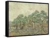 The Olive Orchard, 1889-Vincent van Gogh-Framed Stretched Canvas