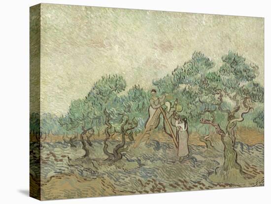 The Olive Orchard, 1889-Vincent van Gogh-Stretched Canvas