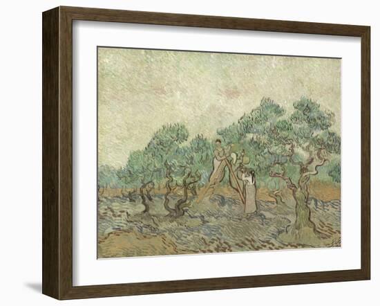 The Olive Orchard, 1889-Vincent van Gogh-Framed Art Print