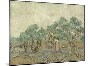 The Olive Orchard, 1889-Vincent van Gogh-Mounted Art Print