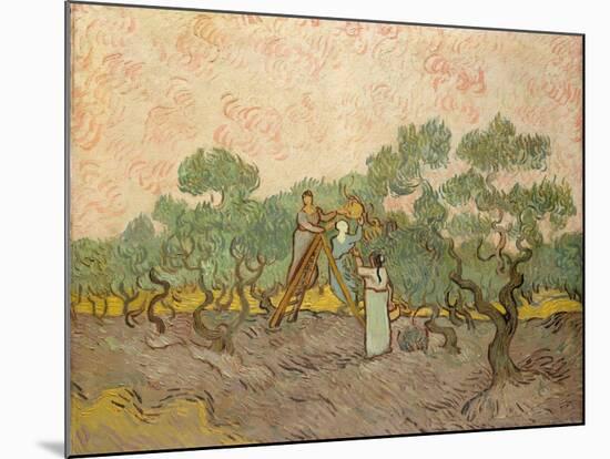 The Olive Pickers, Saint-Remy, 1889-Vincent van Gogh-Mounted Giclee Print