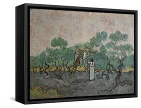 The Olive Pickers, Saint-Remy, c.1889-Vincent van Gogh-Framed Stretched Canvas